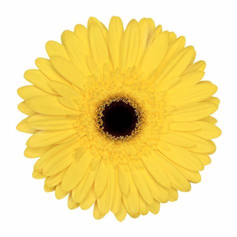 Gerbera, Daisy, Yellow, Tess