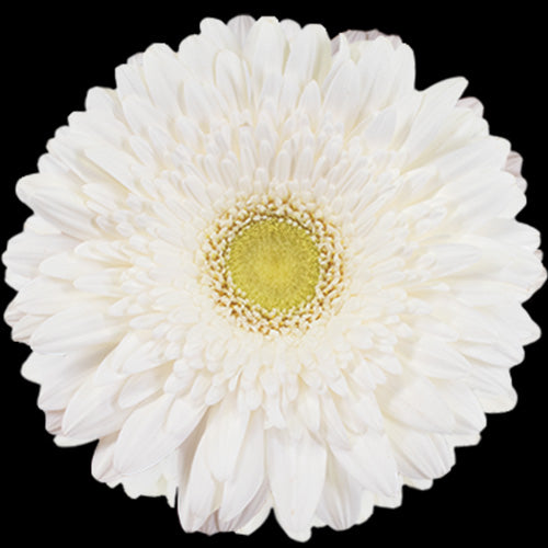 Gerbera, Daisy, White, Standard