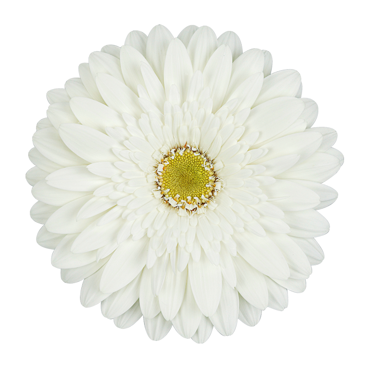 Gerbera, Daisy, White, Standard