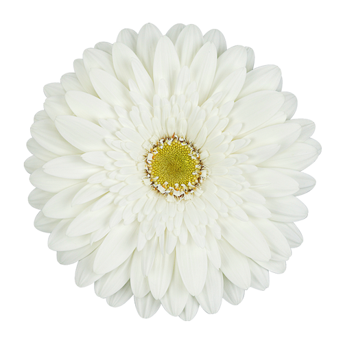 Gerbera, Daisy, White, Standard