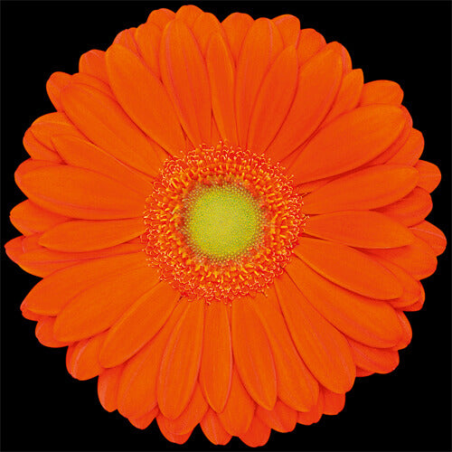 Gerbera, Daisy, Orange, Zodiac