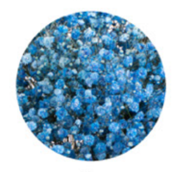 Baby's Breath, Garland, Blue