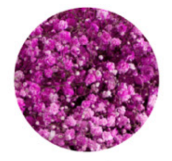 Baby's Breath, Garland, Hot Pink