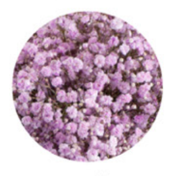 Baby's Breath, Garland, Lavender
