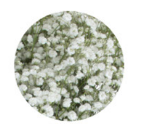 Baby's Breath, Garland, Natural, White