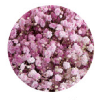 Baby's Breath, Garland, Pink, Erika