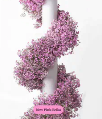 Baby's Breath, Garland, Pink, Erika