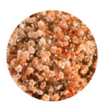 Baby's Breath, Garland, Orange