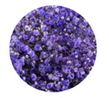 Baby's Breath, Garland, Purple