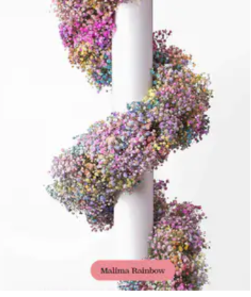 Baby's Breath, Garland, Rainbow