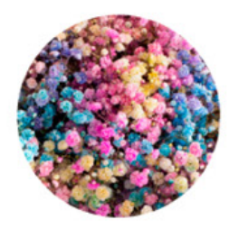 Baby's Breath, Garland, Rainbow