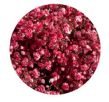 Baby's Breath, Garland, Red