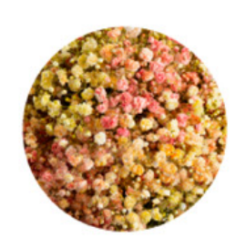 Baby's Breath, Garland, Sunrise, Rainbow