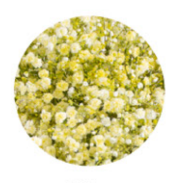Baby's Breath, Garland, Yellow