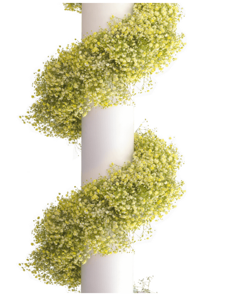 Baby's Breath, Garland, Yellow