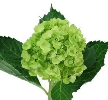 Hydrangea, Lime Green Mini