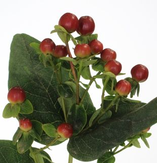 Hypericum, Burgundy