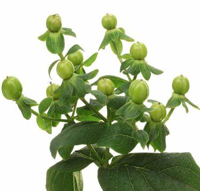 Hypericum Green
