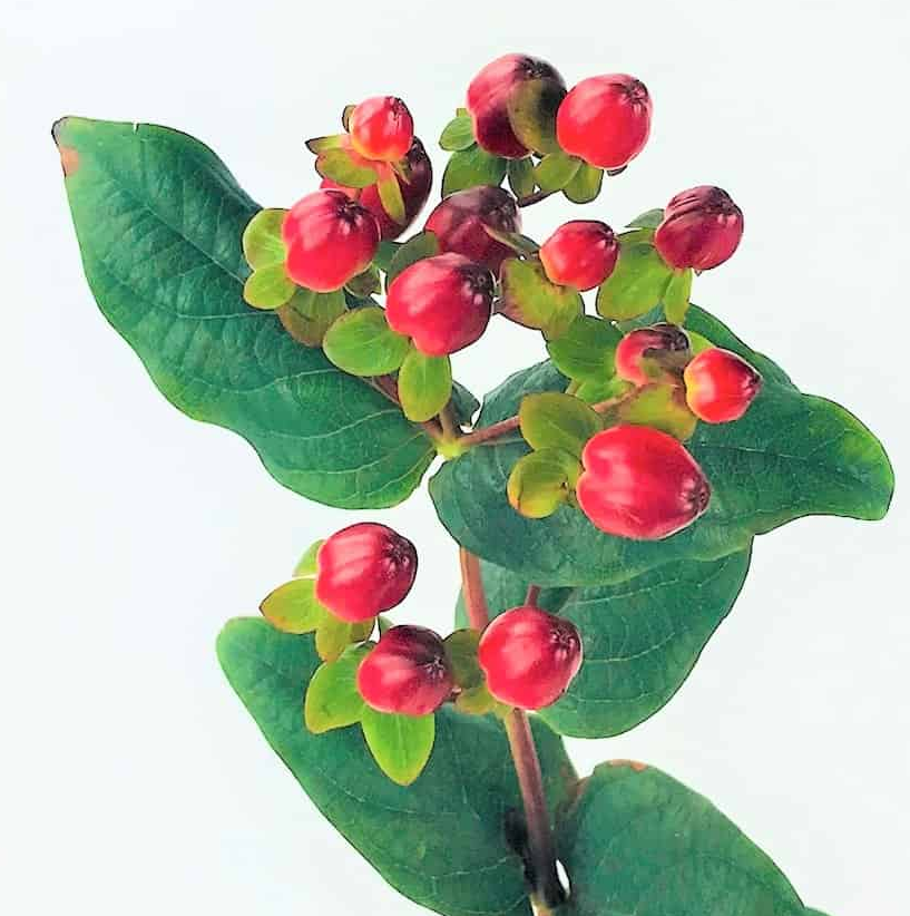 Hypericum, Red