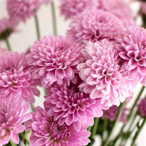 Button Poms, Lavender