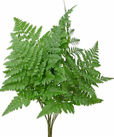 Pink, Flower, Bar, DIY Kit