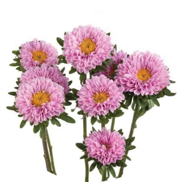 Matsumoto Aster, Pink