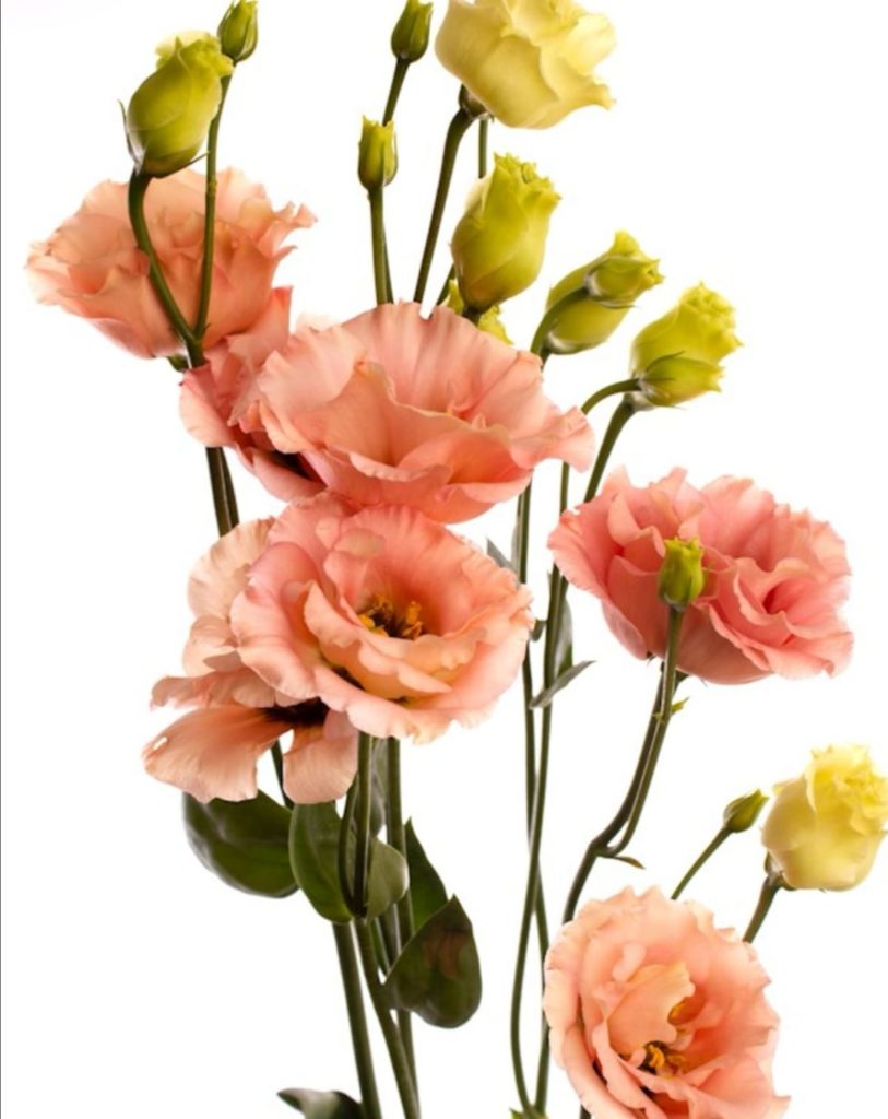 Lisianthus, Apricot