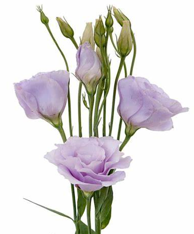 Lisianthus, Lavender