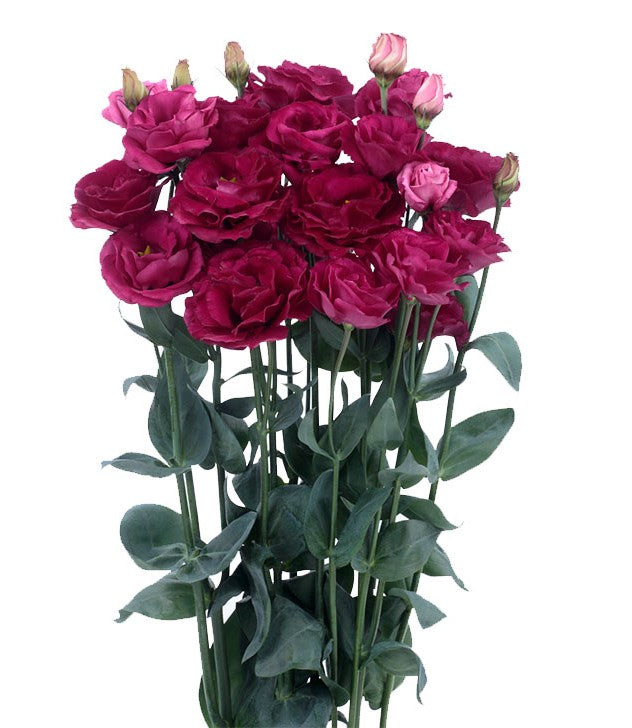 Lisianthus, Magenta