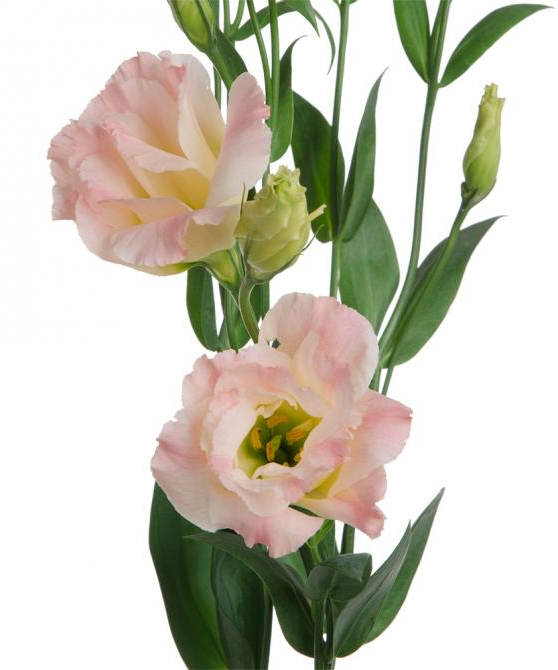Lisianthus, Peachy Pink