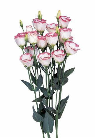 Lisianthus, Pink Rim