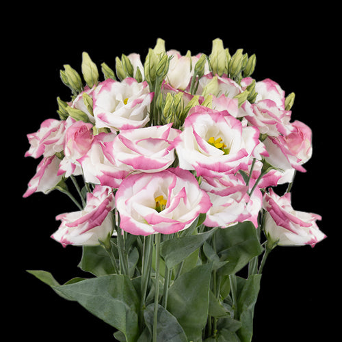 Lisianthus, Pink Rim