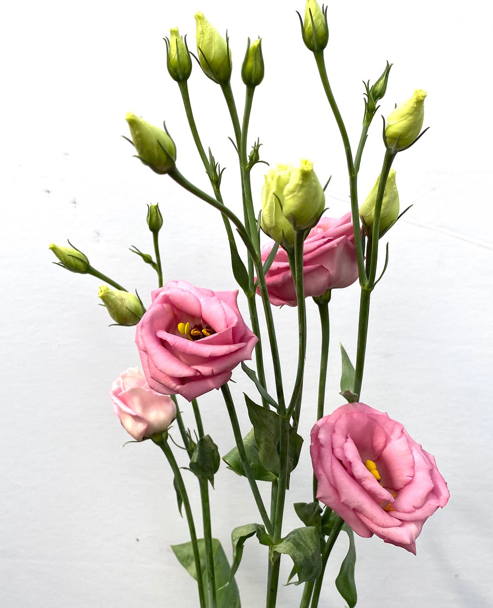 Lisianthus, Pink