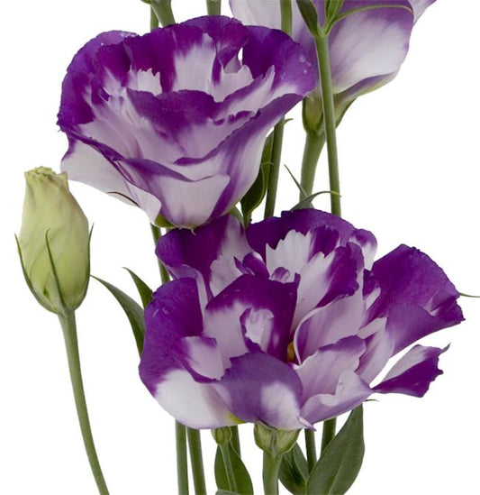 Lisianthus, Purple Rim