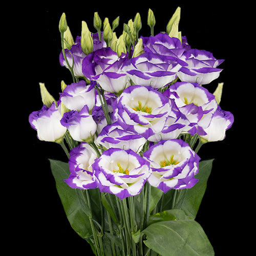 Lisianthus, Purple Rim