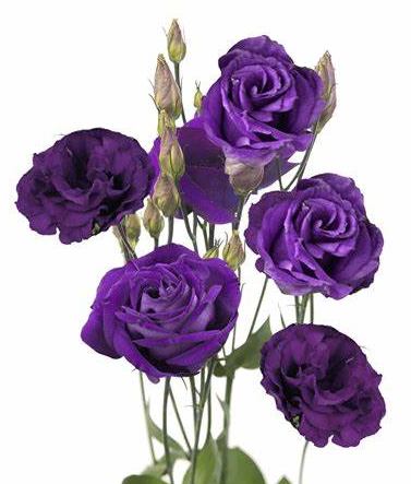 Lisianthus, Purple