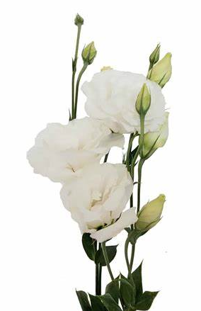 Lisianthus, White