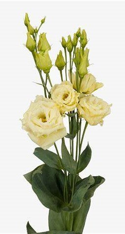 Lisianthus, Yellow