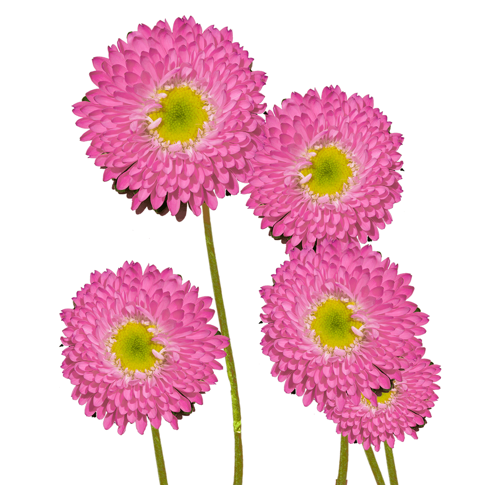 Matsumoto Aster, Pink