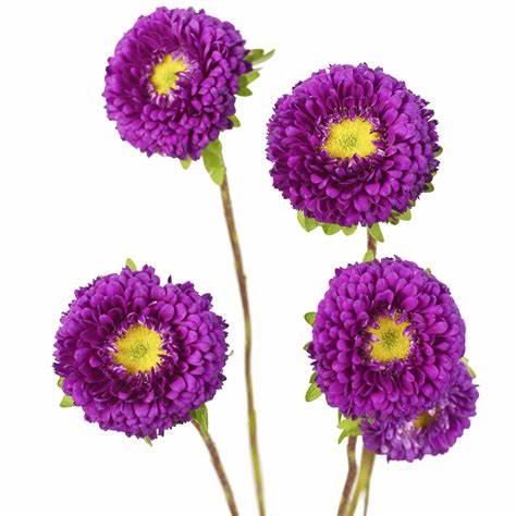 Matsumoto Aster, Purple