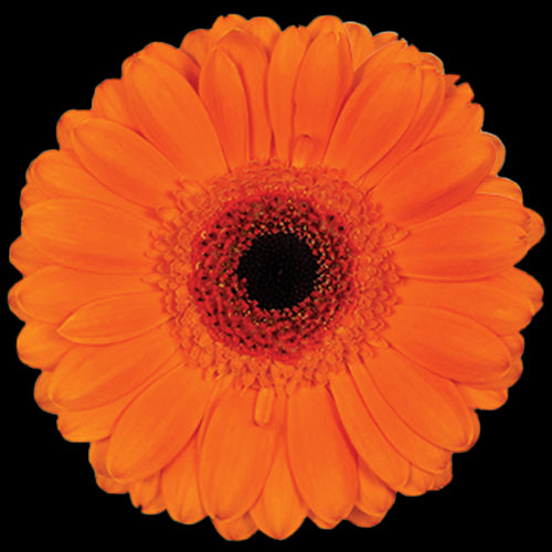 Mini Gerbera Daisy, Orange Bueno