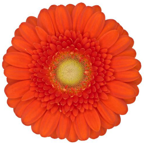 Mini Gerbera Daisy, Orange, Dorito