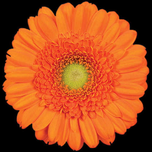 Mini Gerbera Daisy, Orange, Dorito