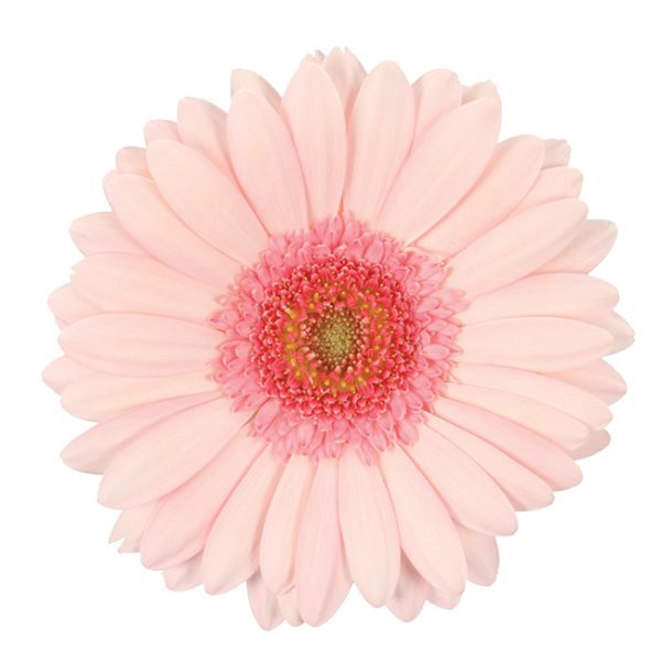 Mini Gerbera Daisy, Pink, Bellita