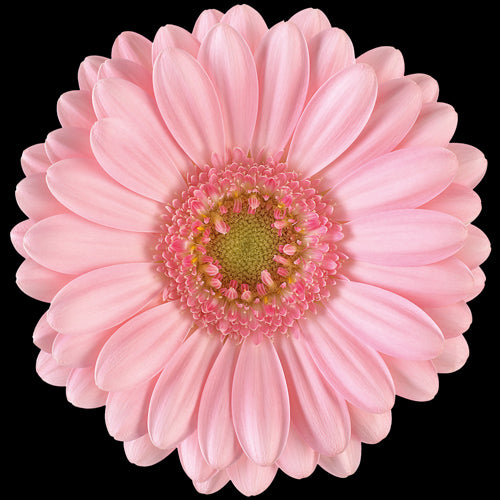 Mini Gerbera Daisy, Pink, Bellita