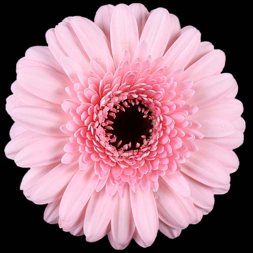 Mini Gerbera Daisy, Pink, Jacky