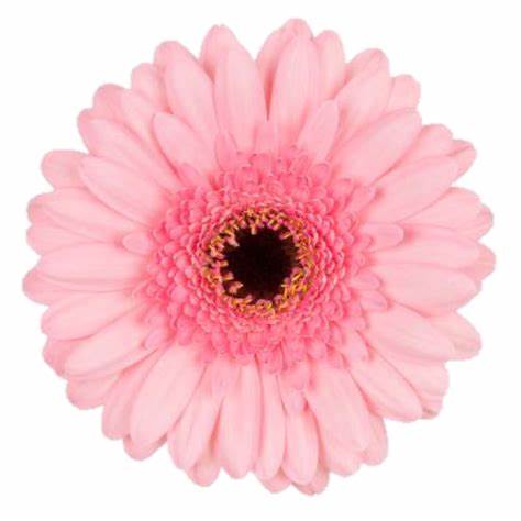 Mini Gerbera Daisy, Pink, Jacky