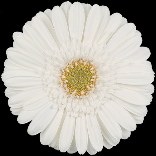 Mini Gerbera Daisy, White, White Star