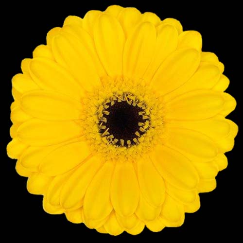 Mini Gerbera Daisy, Yellow, Pacman