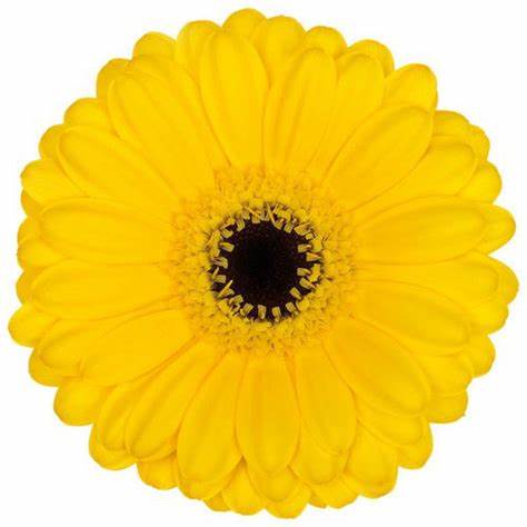 Mini Gerbera Daisy, Yellow, Pacman
